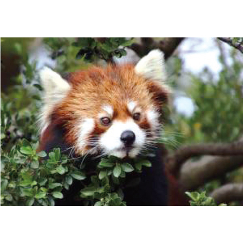 らいらい様専用 東武動物公園 アトラクションパス 2枚 年間パスポート｜料金案内｜ ハイブリッド・レジャーランド東武動物